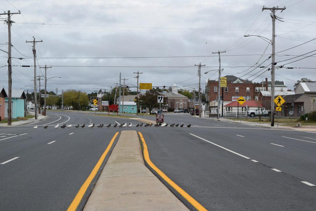 About the only sign of life here - duck crossing