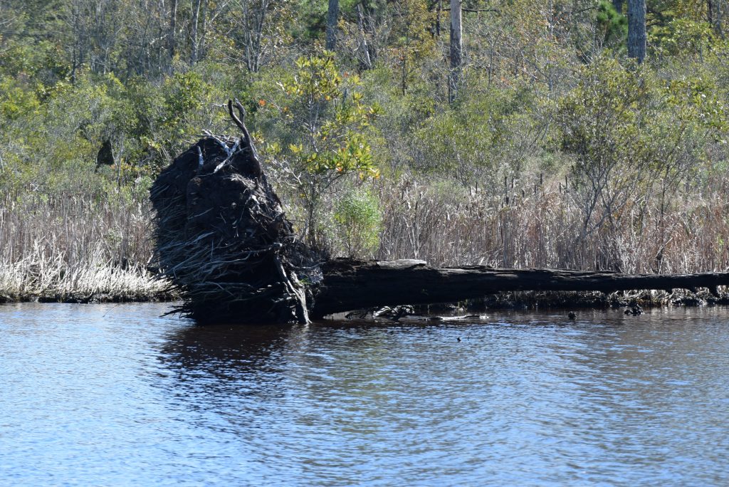 One of the fallen trees