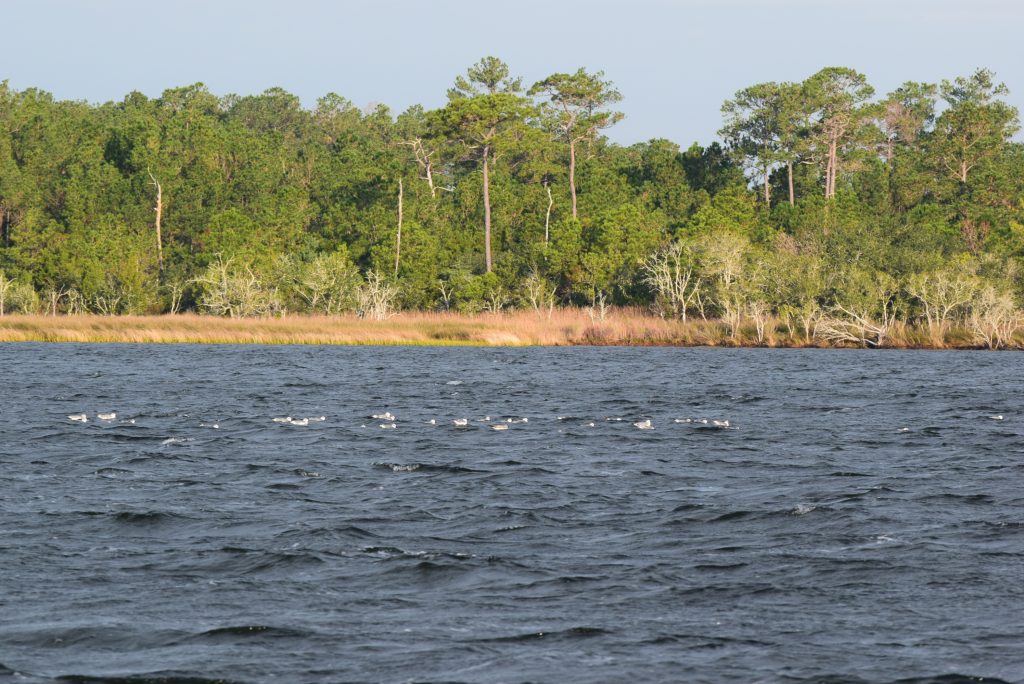 Birds on the water