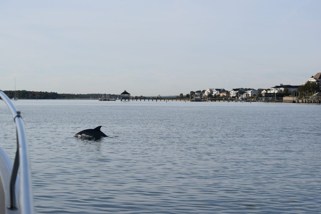 Dolphin joins us on the way out