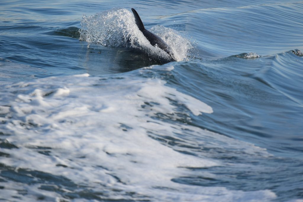 Dolphin enjoying our wake