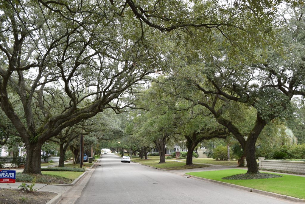 Beautiful tree-lined street