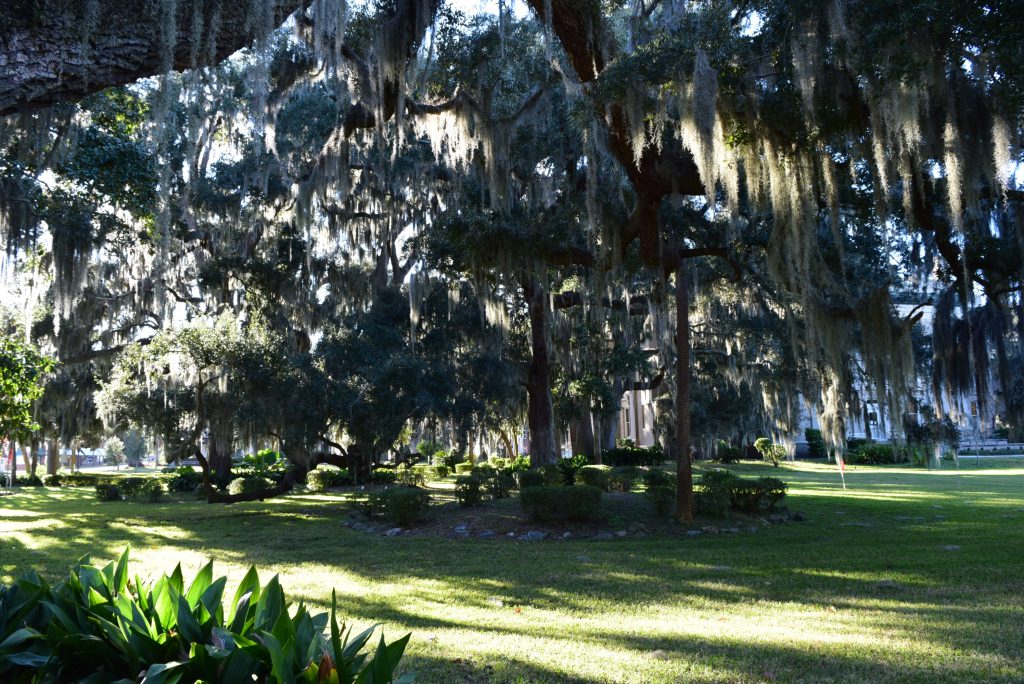 Massive moss laden oaks everywhere