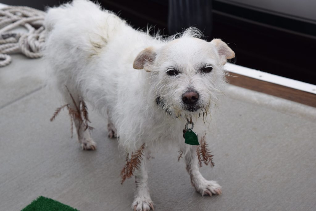 Snooki after a bath. Guess she didn't like the shampoo smell. Rolled in????