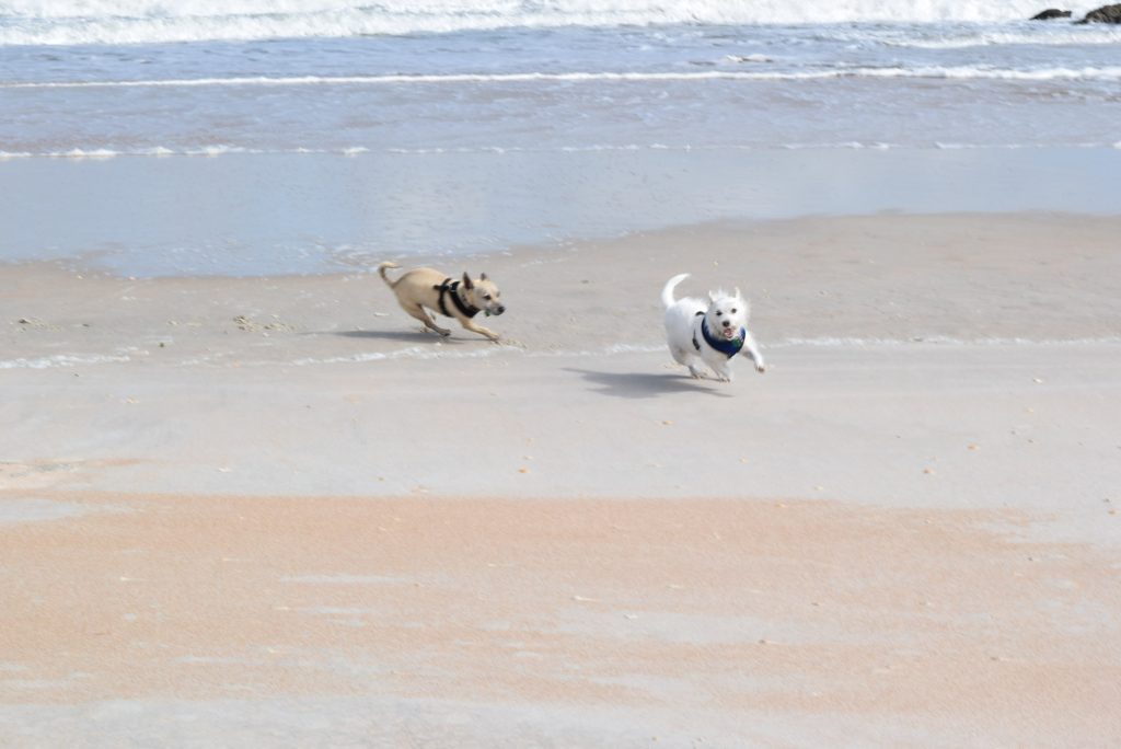 Snooki and The Duke love the beach