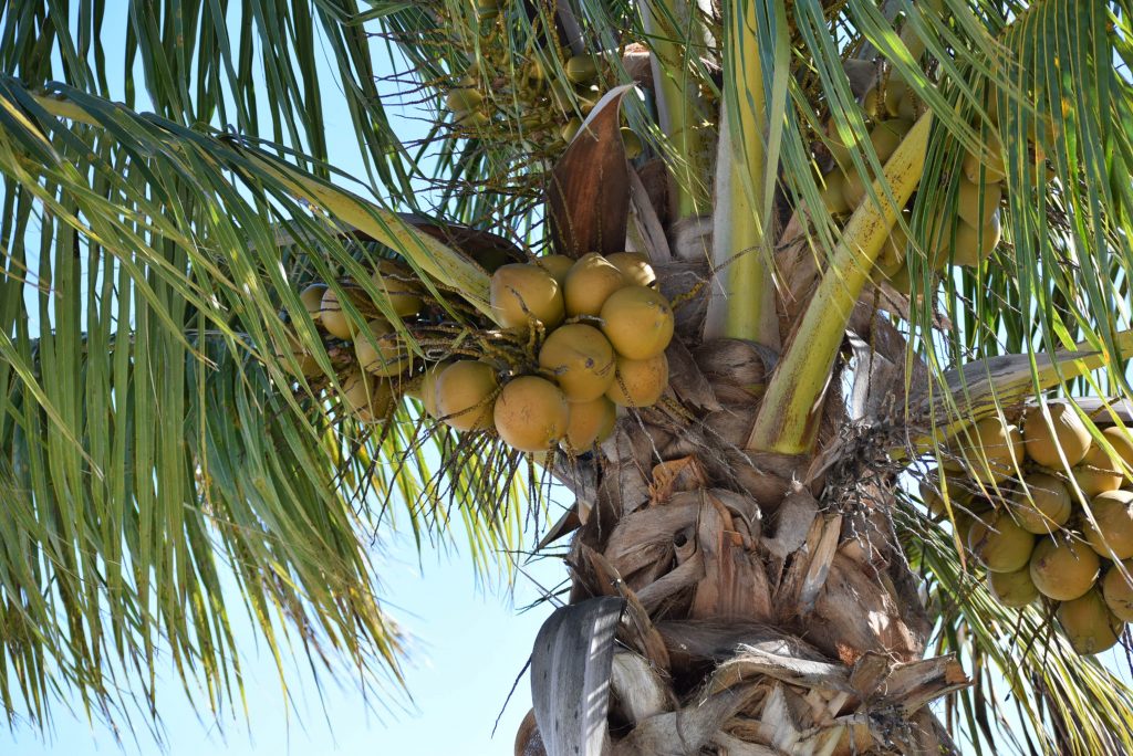 Coconuts in the tree