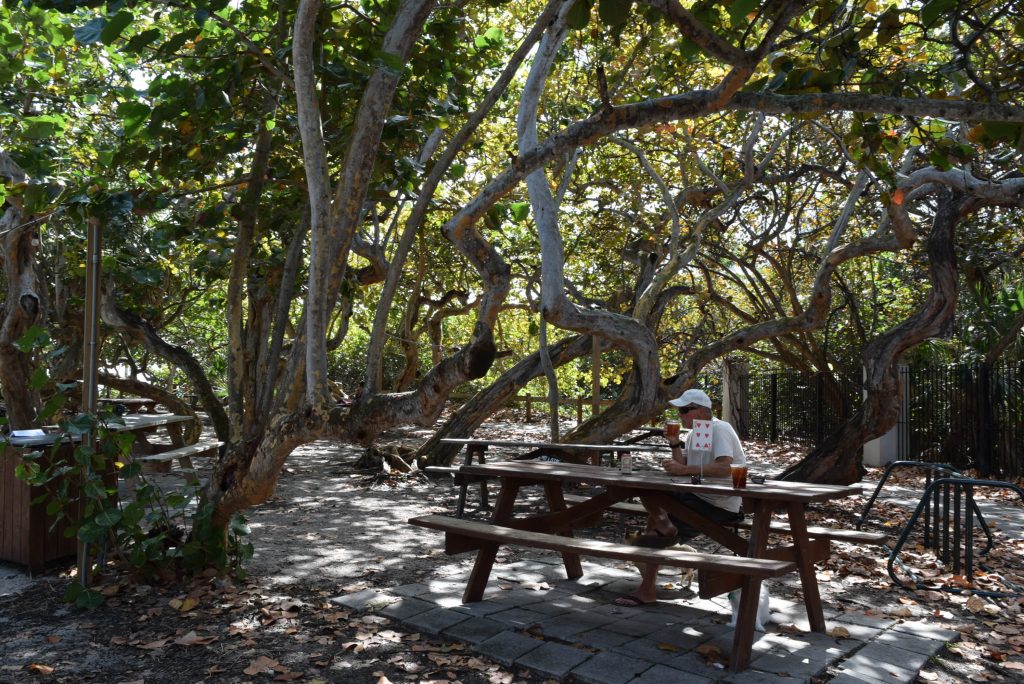 Lunch in the park