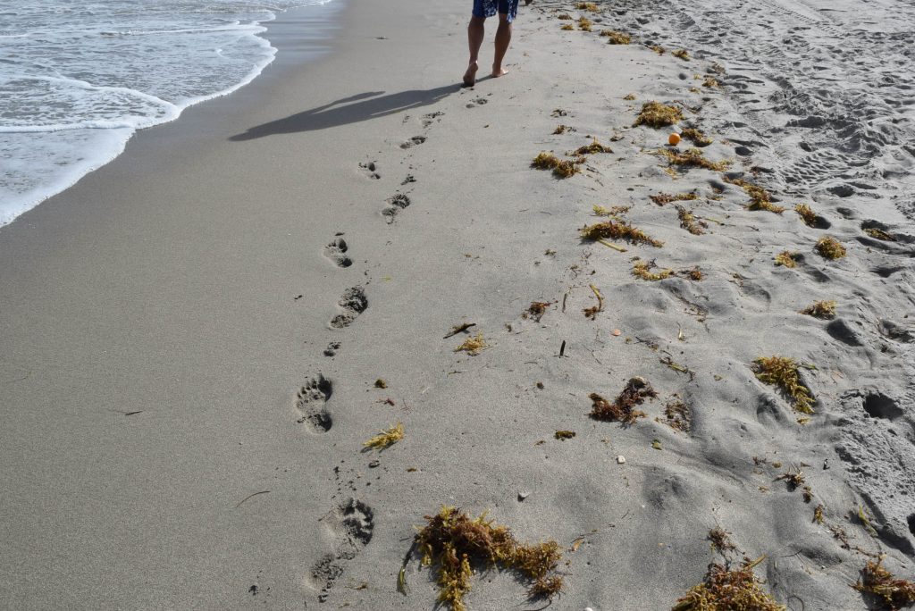 A walk on the beach