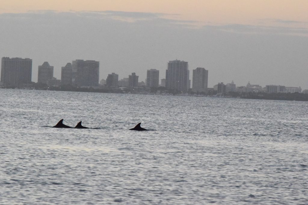 Dolphin show