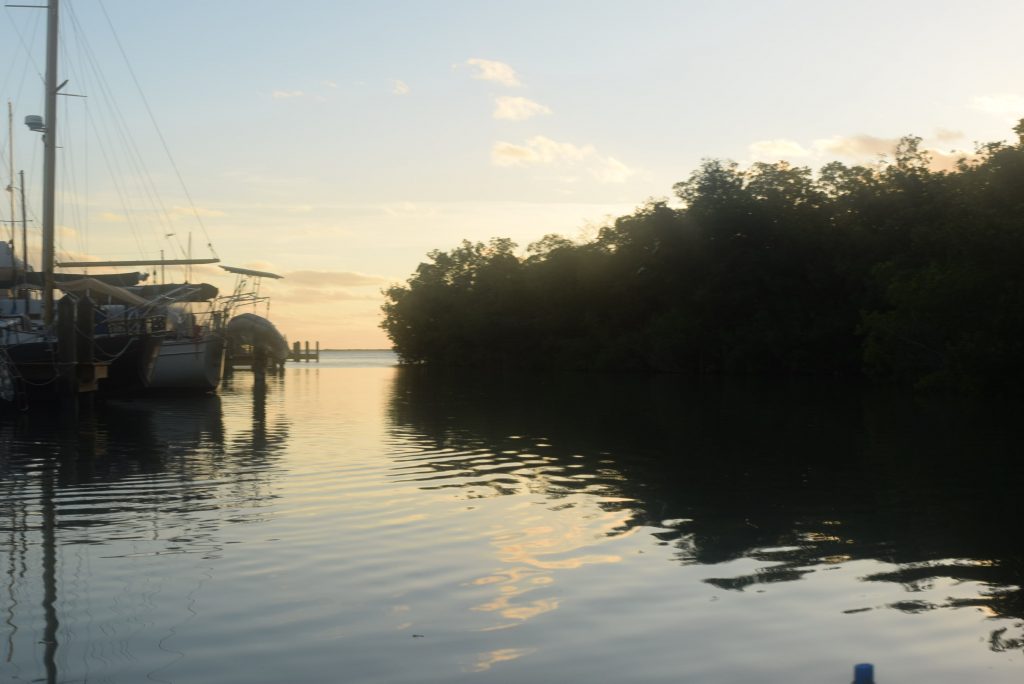 Mangrove cove where The Duke went swimming