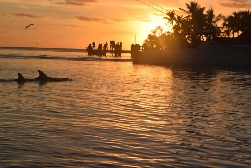 Dolphins and sunsets