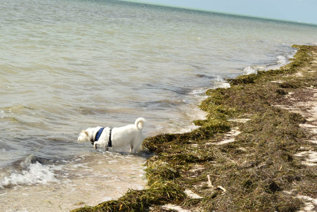 Snooki wants to go for a swim