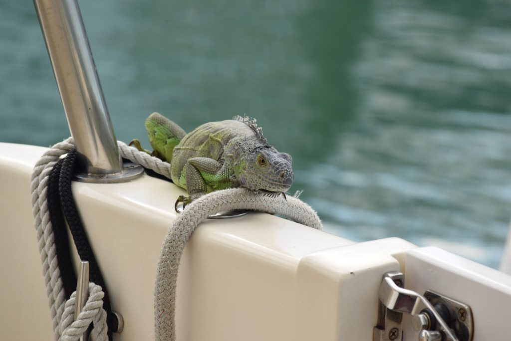 Yikes, I think he likes us. On the stern of Scout looking inside