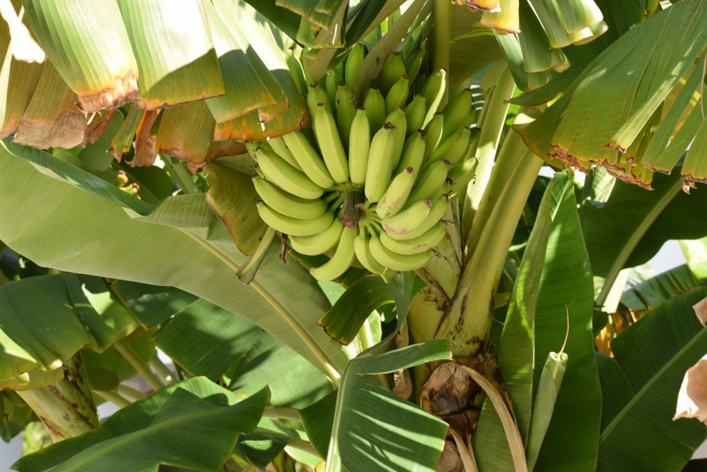 Lovely bananas on site