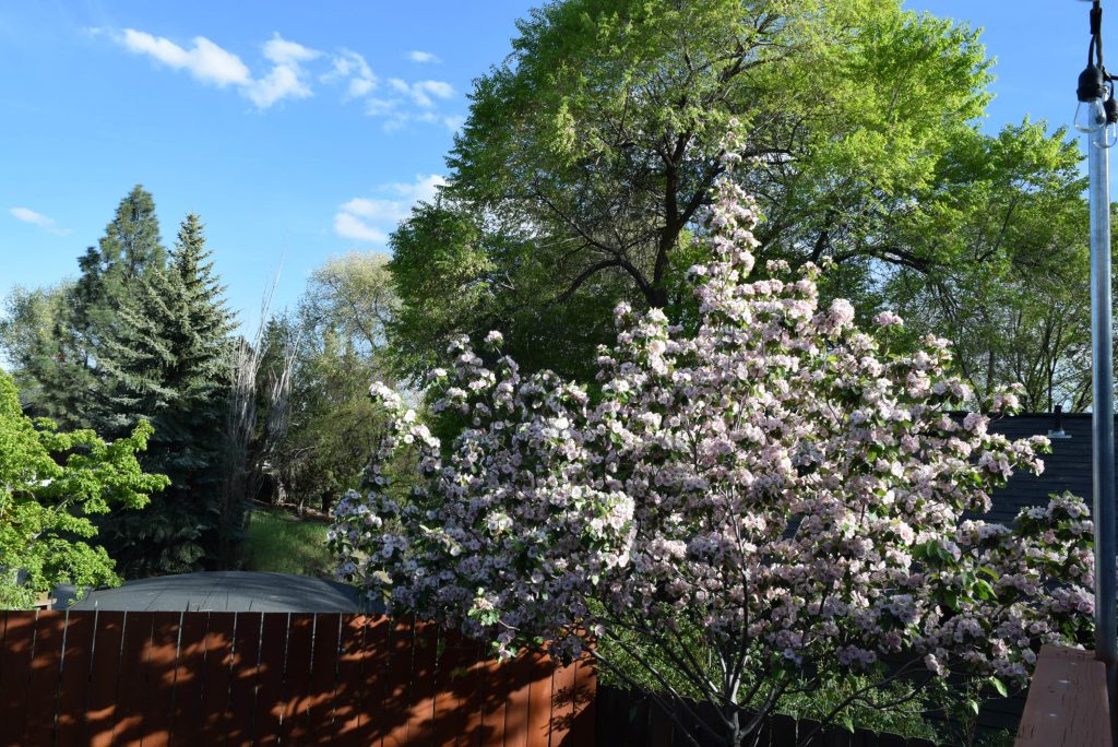 Apple Tree off our side patio