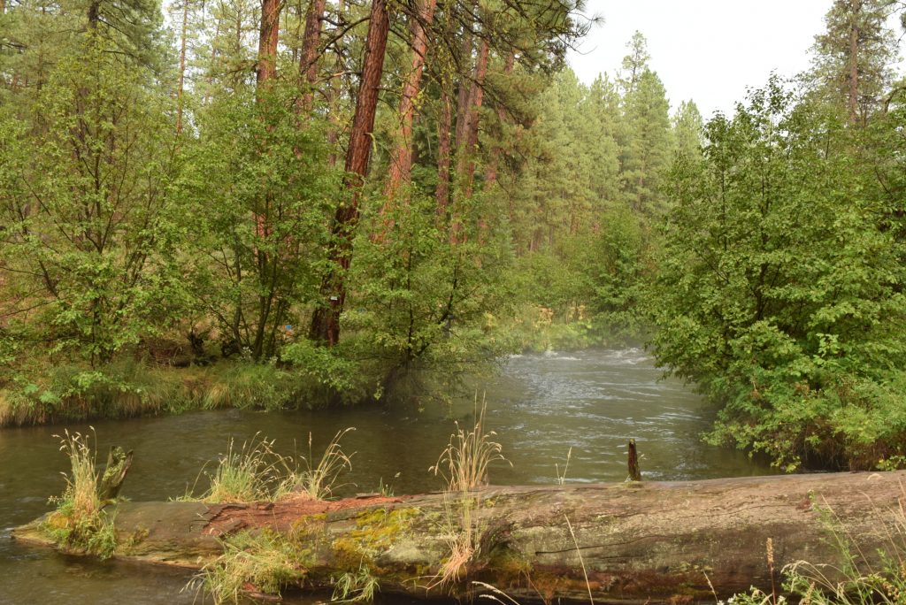 The Metolius River right in front of our cabin