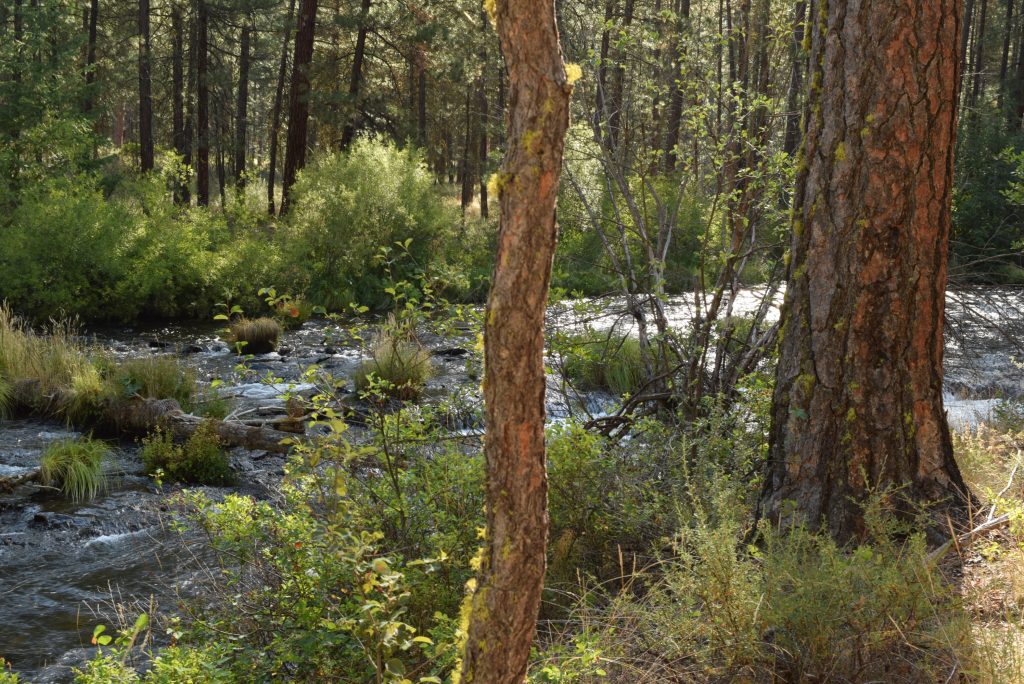 Water rushing in the Metolius River