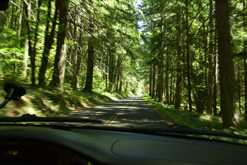 McKenzie Pass canopy of trees