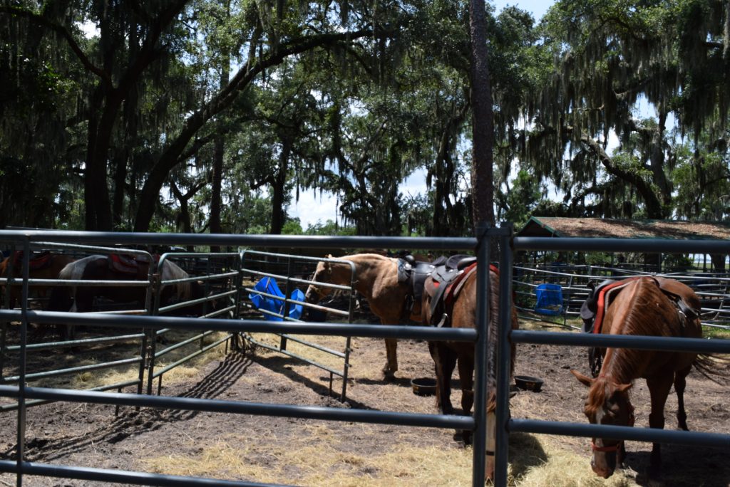 Horses for hire on Jekyll Island