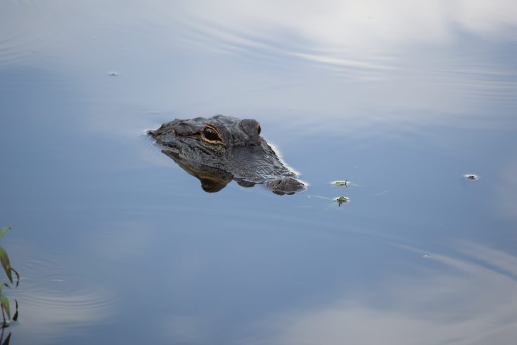 Allie, resident alligator