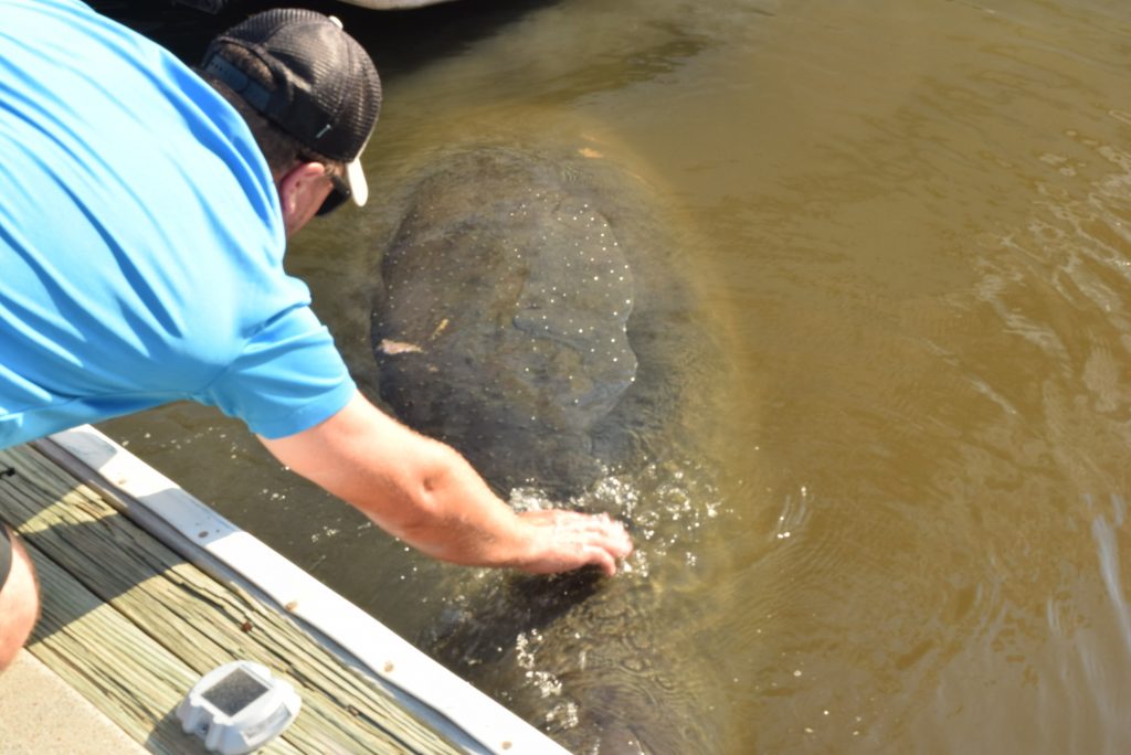 Dockhand petting a visiting Manatee