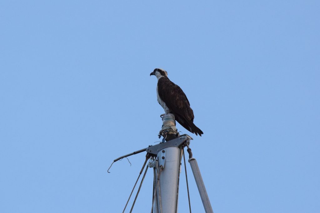 Osprey came for a visit